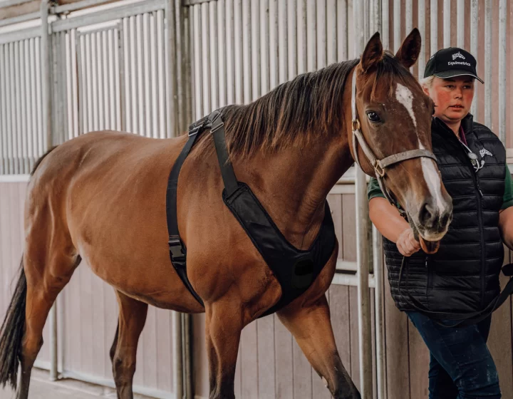 img-vet-walking-horse-1